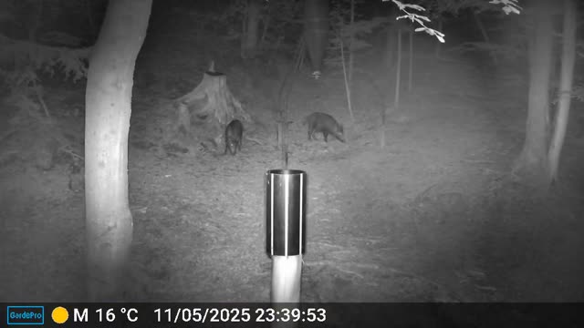 Divjad ponoči pri krmilnici, videoposnetek lovske kamere