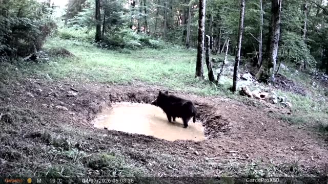 Divji prašič podnevi v kali, videoposnetek lovske kamere