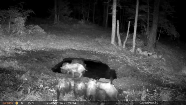 Divji prašiči ponoči v kali, videoposnetek lovske kamere