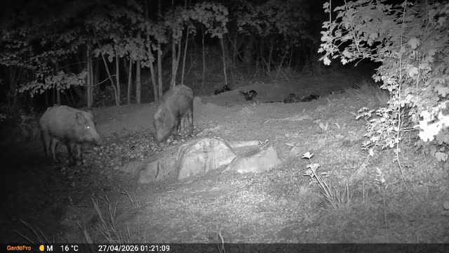 Divji prašiči ponoči na krmišču, videoposnetek lovske kamere