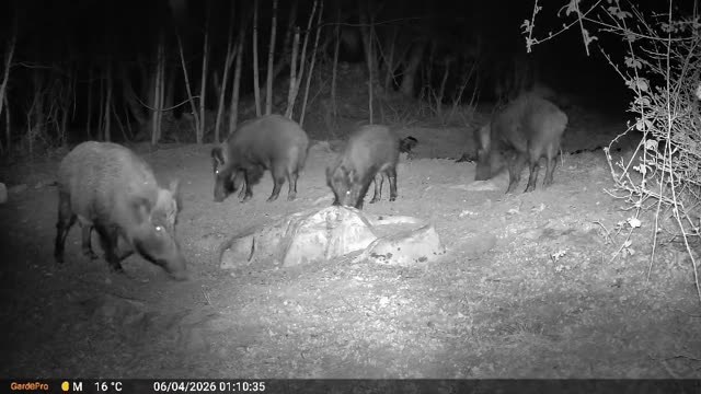 Divji prašiči ponoči na krmišču, videoposnetek lovske kamere