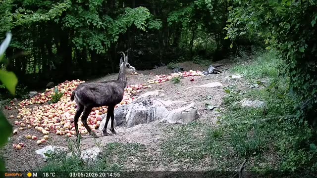 Gams podnevi na krmišču, videoposnetek lovske kamere