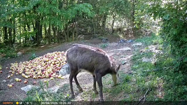 Gams podnevi na krmišču, videoposnetek lovske kamere