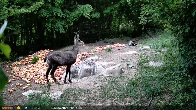 Gams podnevi pri krmišču, videoposnetek lovske kamere