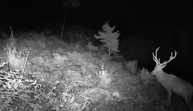 Jelen z rogovjem ponoči v gozdu, videoposnetek lovske kamere