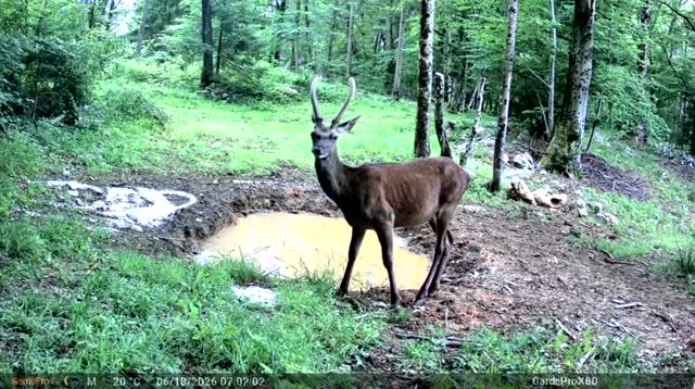 Mlad jelen podnevi ob kali, videoposnetek lovske kamere