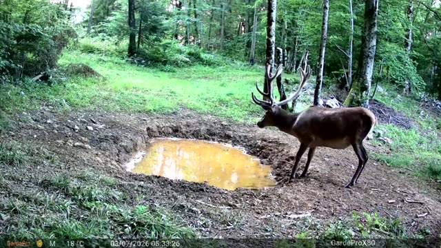Jelen podnevi pije ob blatni kali, videoposnetek lovske kamere