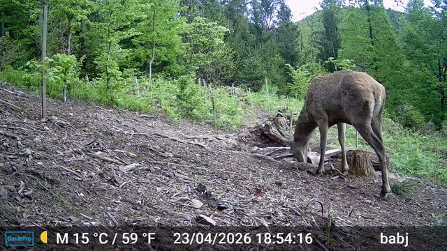 Jelen podnevi na poseki, videoposnetek lovske kamere