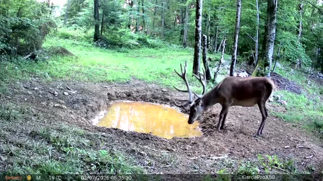 Jelen z mogočnim rogovjem podnevi ob kali, videoposnetek lovske kamere