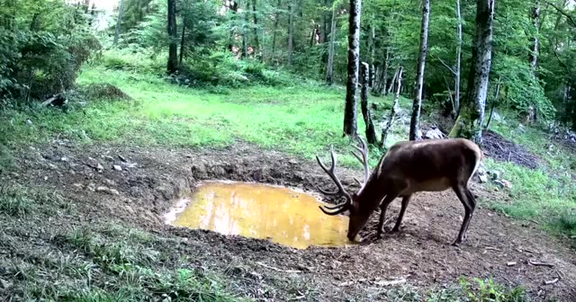Jelen podnevi pije na rumeni kali