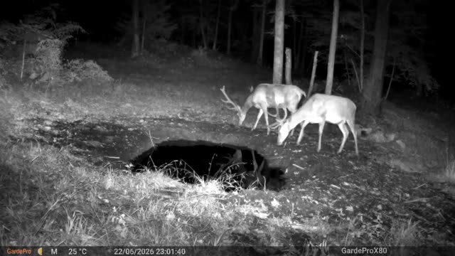 Jelen in košuta ponoči ob kali, videoposnetek lovske kamere