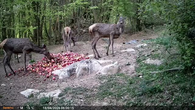 Jelenjad podnevi na krmišču, videoposnetek lovske kamere