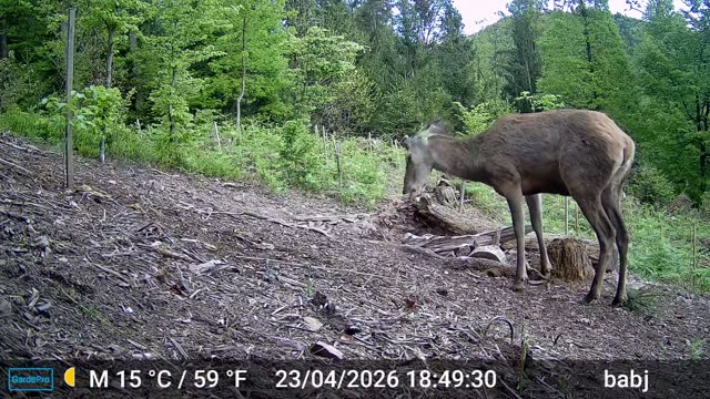 Košuta podnevi na poseki, videoposnetek lovske kamere
