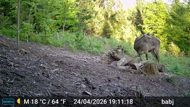 Košuta podnevi na poseki ob gozdnem robu, videoposnetek lovske kamere