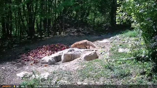 Lisica podnevi na krmišču, videoposnetek lovske kamere