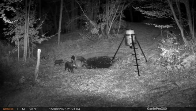 Divji prašiči ponoči pri krmilnici, videoposnetek lovske kamere