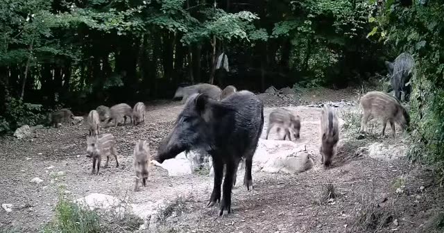 Trop divjih prašičev podnevi pri krmi