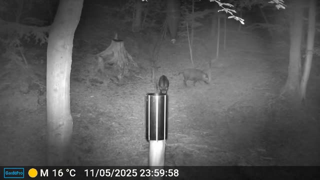 Žival ponoči na krmilnici, videoposnetek lovske kamere