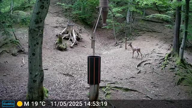Srna podnevi v daljavi na gozdni poti, videoposnetek lovske kamere