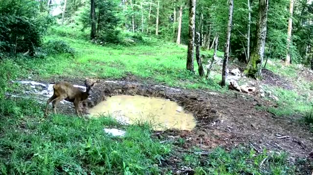 Srna podnevi ob blatni kali, videoposnetek lovske kamere