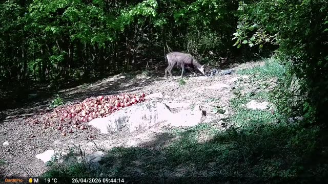 Srna podnevi na krmišču, videoposnetek lovske kamere