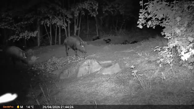 Srna ponoči na krmišču, videoposnetek lovske kamere