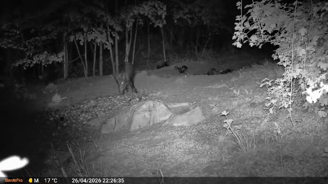 Srna ponoči ob gozdnem robu, videoposnetek lovske kamere