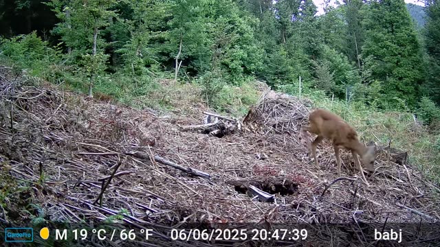 Srna podnevi na poseki ob gozdu, videoposnetek lovske kamere