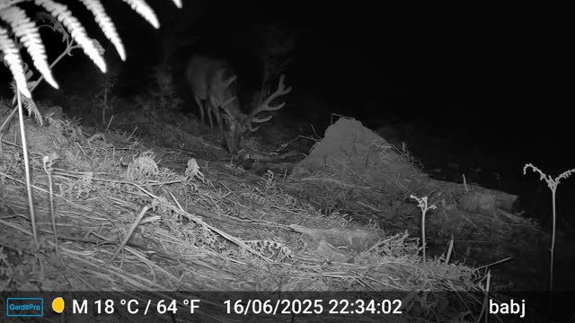 Srna ponoči na poseki, videoposnetek lovske kamere