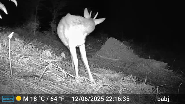 Srnjak ponoči tik pred kamero, videoposnetek lovske kamere