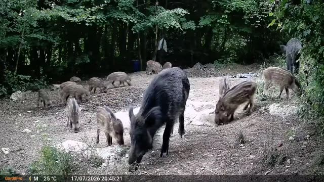 Divja svinja z mladiči podnevi, videoposnetek lovske kamere