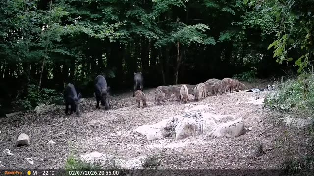 Trop divjih prašičev z mladiči podnevi, videoposnetek lovske kamere