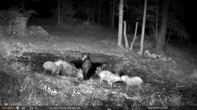 Trop divjih prašičev ponoči ob kali, videoposnetek lovske kamere