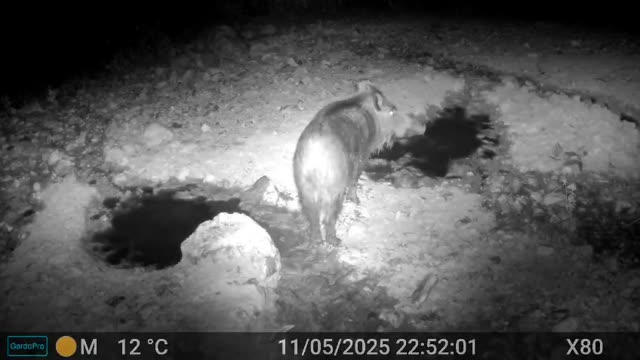 Žival ponoči ob brlogu, videoposnetek lovske kamere