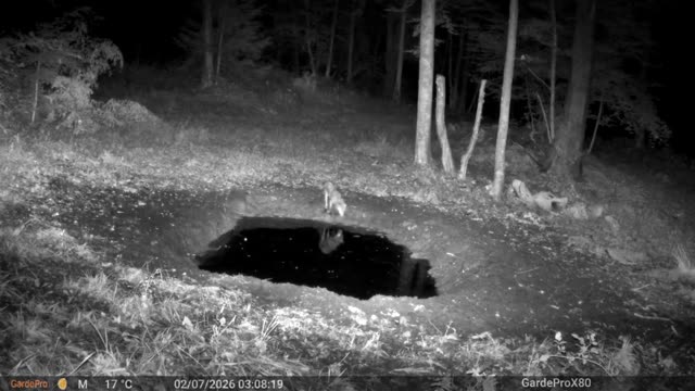 Manjša žival ponoči ob kali, videoposnetek lovske kamere